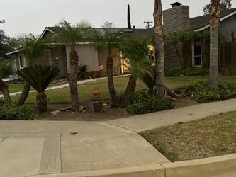 4 Sago Palms - Planted