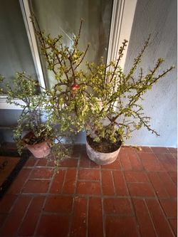 Portulacaria afra plant