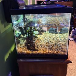 40 Gallon Tank 