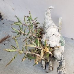Garden Gnome with Plants