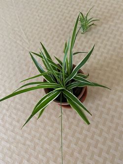 Spider plant