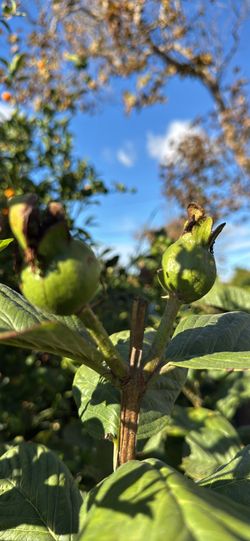 Taiwanese Ruby Seedless Guava