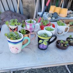 Succulents, Chicks and Hens.