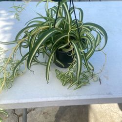 spider plant 