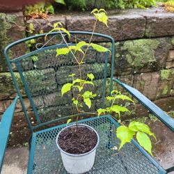 White Kousa Dogwood