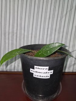 Hoya Pubicalyx "Splash" Live Plant