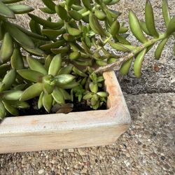 Heavy Concrete Planter. Loaded With Succulents 