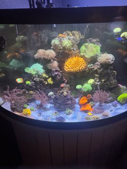 50 Gallon Fish tank
