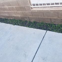 Need Some One Trim My Weeds