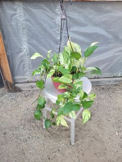 Pothos Plant 8" Nursery Pot