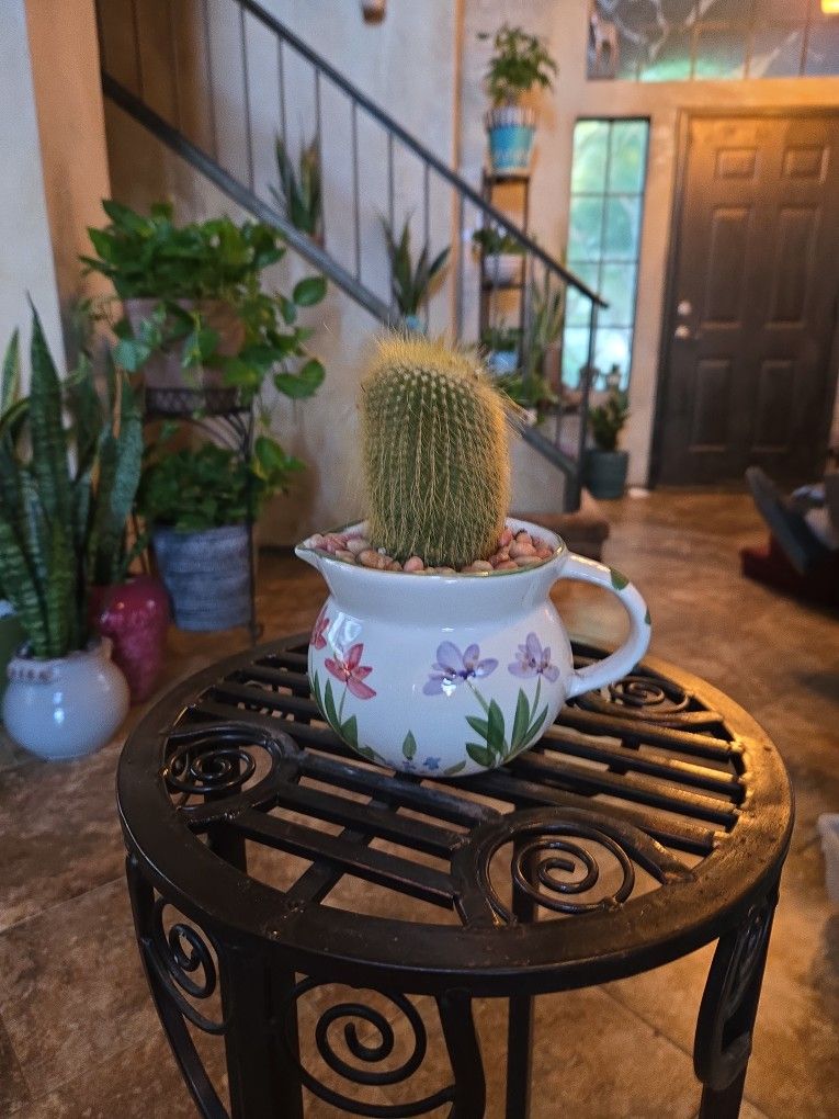 Cute cactus in ceramic pot With Stones