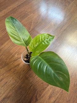 Philodendron Imperial Green Plant