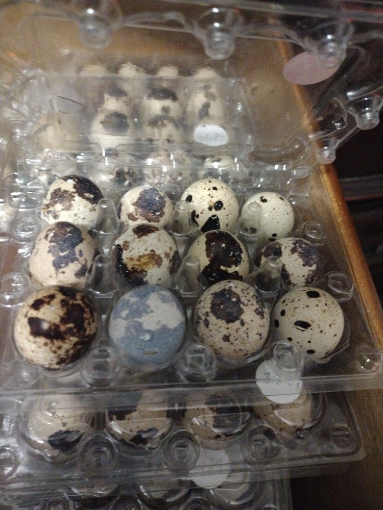 Quail Eggs King Jumbo Wild brown Coturnix Fertile Quail Eggs 