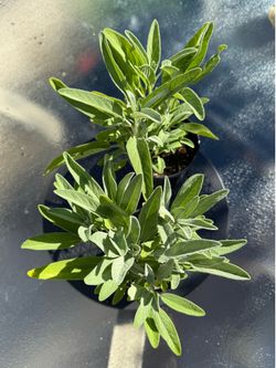 Bushy Sage/鼠尾草 Starter Plant container friendly