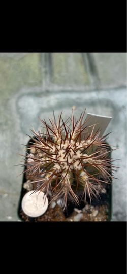 Copiapoa