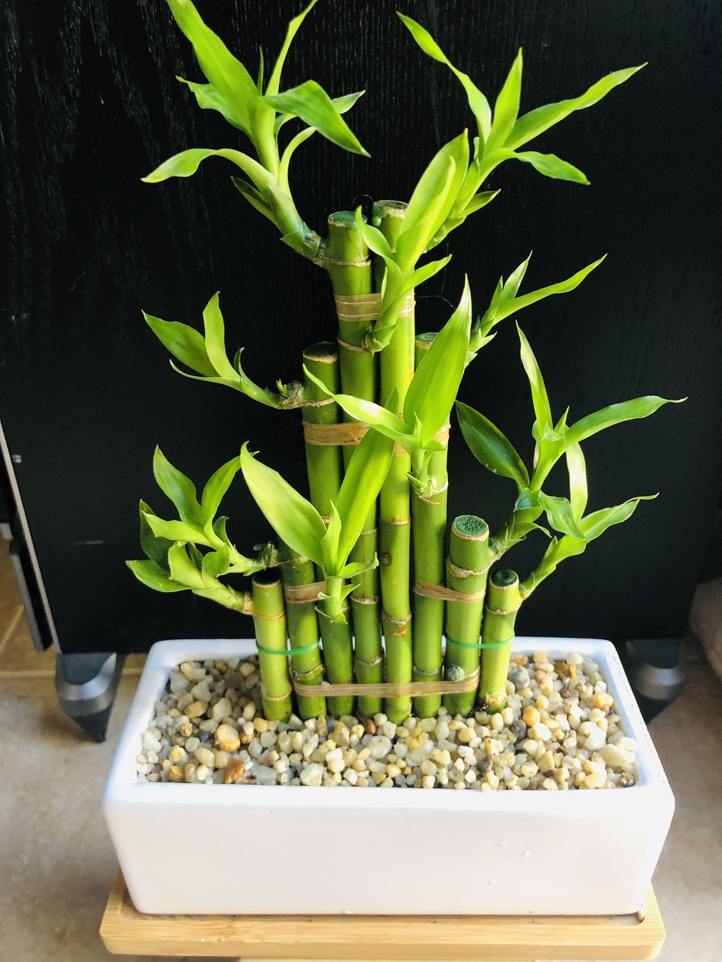 Lucky Bamboo Live Plant Indoor Healthy Condition $29-$79