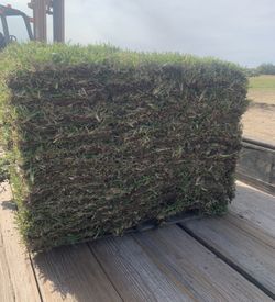 🌱Zacate Fresco 🌱Fresh Cut Carpet Grass 🌱