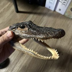 Baby Alligator Head
