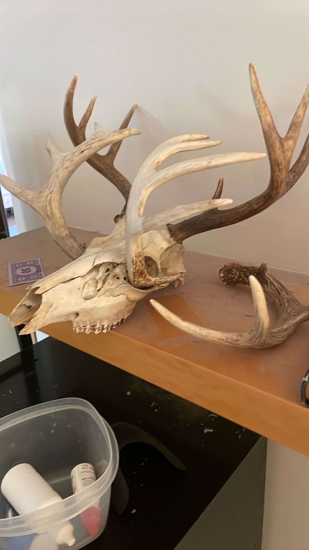 Skull An Antlers