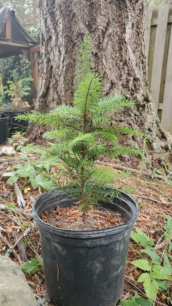 Noble fir trees for Sale in Redmond, WA OfferUp