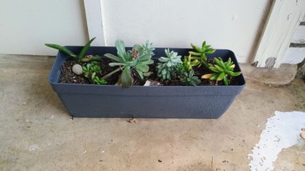Mixture of succulent plants
