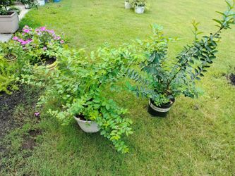 Crepe Myrtle Trees/Shrub