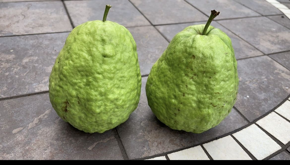Vietnamese Giant White Flesh Guava - Oi Xa li