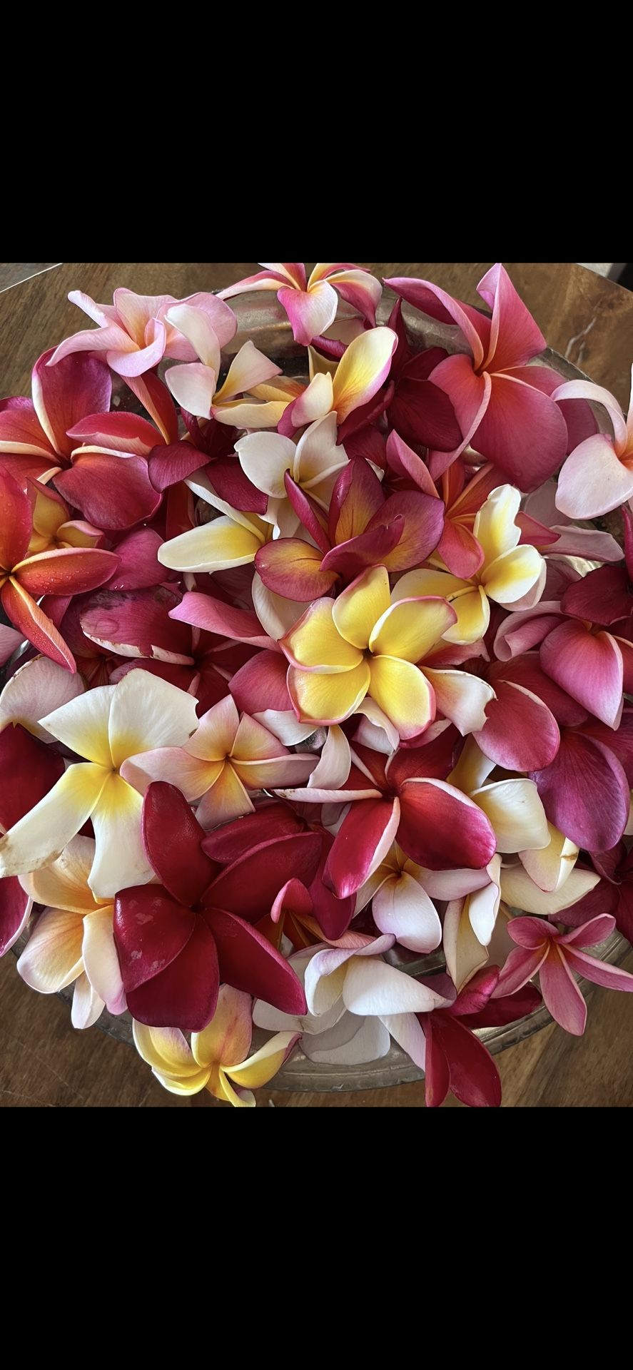 Plumerias for Sale in Lemon Grove, CA OfferUp