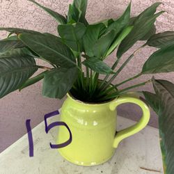 Plants - See Pics And Prices 