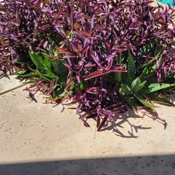 SUCCULENTS BUY1 GRAB AS MUCH AS U WANT