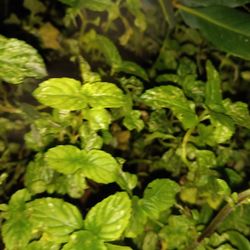 Fresh ORGANIC Mint Plant