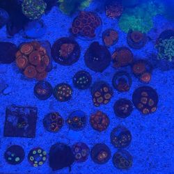 FAKE CORAL