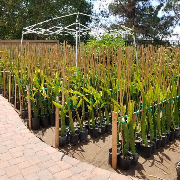 Dragon Fruit Plants for Sale in Oceanside, CA OfferUp Dragon Fruit Plants for Sale in Oceanside, CA OfferUp
