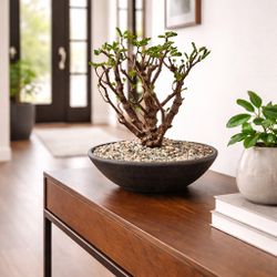 Rare Senna Meridionalis (Handmade Planter Included).  #BD3