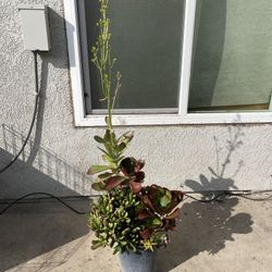Plant Arrangement  5 Gallon Size  Medium/Large