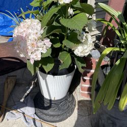 BEAUTIFUL HORTENSIA 
