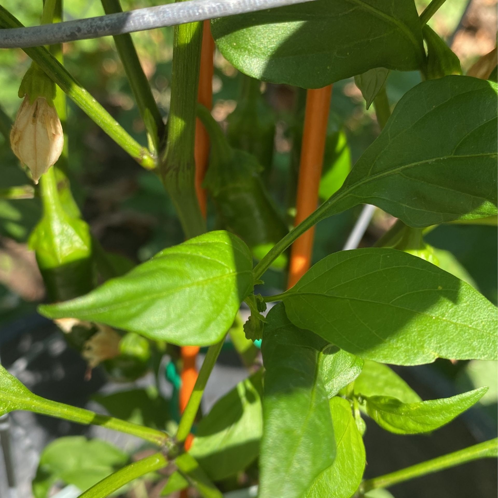 Jalapeño plants, big plants for Sale in Cutler, CA OfferUp