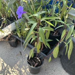 Organic Grown Mexican Petunia Plants