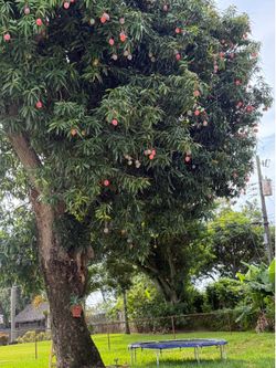 Free mangos