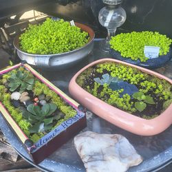 **zen gardens*** plants and succulents