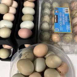 Chicken eggs