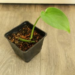 Monstera $20