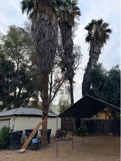 Need a tree cutter-necessito cortar palmas