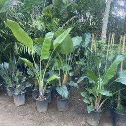 5 Gallon size - Podocarpus - Pepper Trees- Pine trees - Ficus - Juniper - Ficus - Lavender - Bird of Paradise - Boxwood - Privet