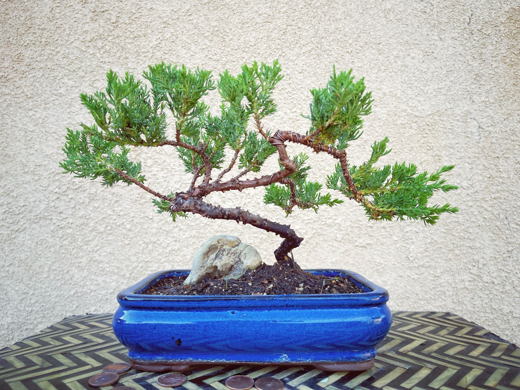 Bonsai Trees Live Tree - 3 Years Old, Handcrafted, Potted - Perfect For  Home, Office Desk, Unique Gift Dwarf Juniper Bonsai