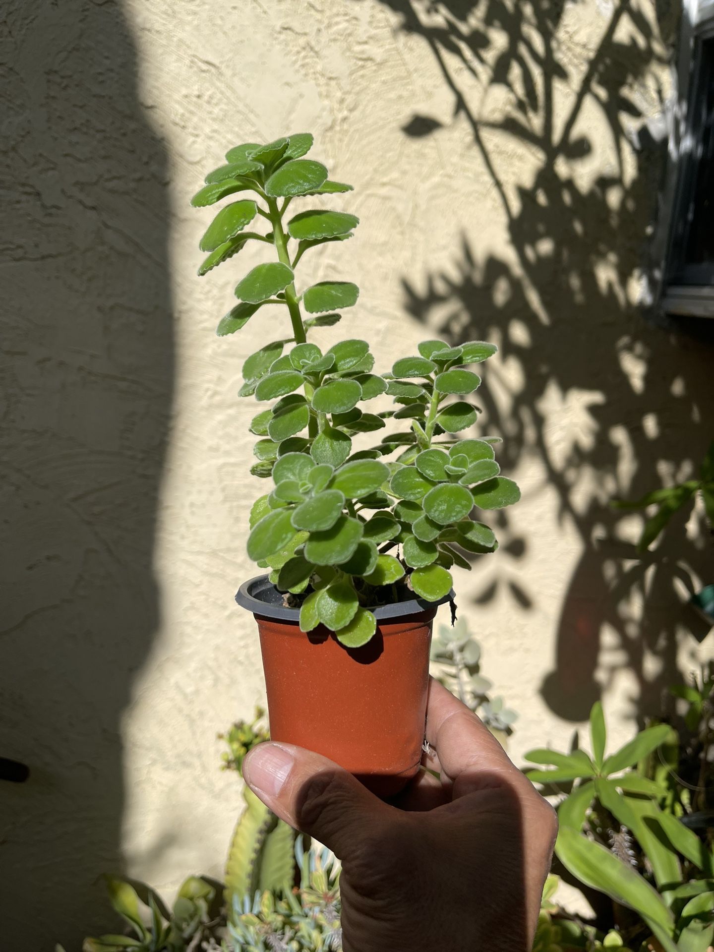 Cuban Oregano Vicks Plant
