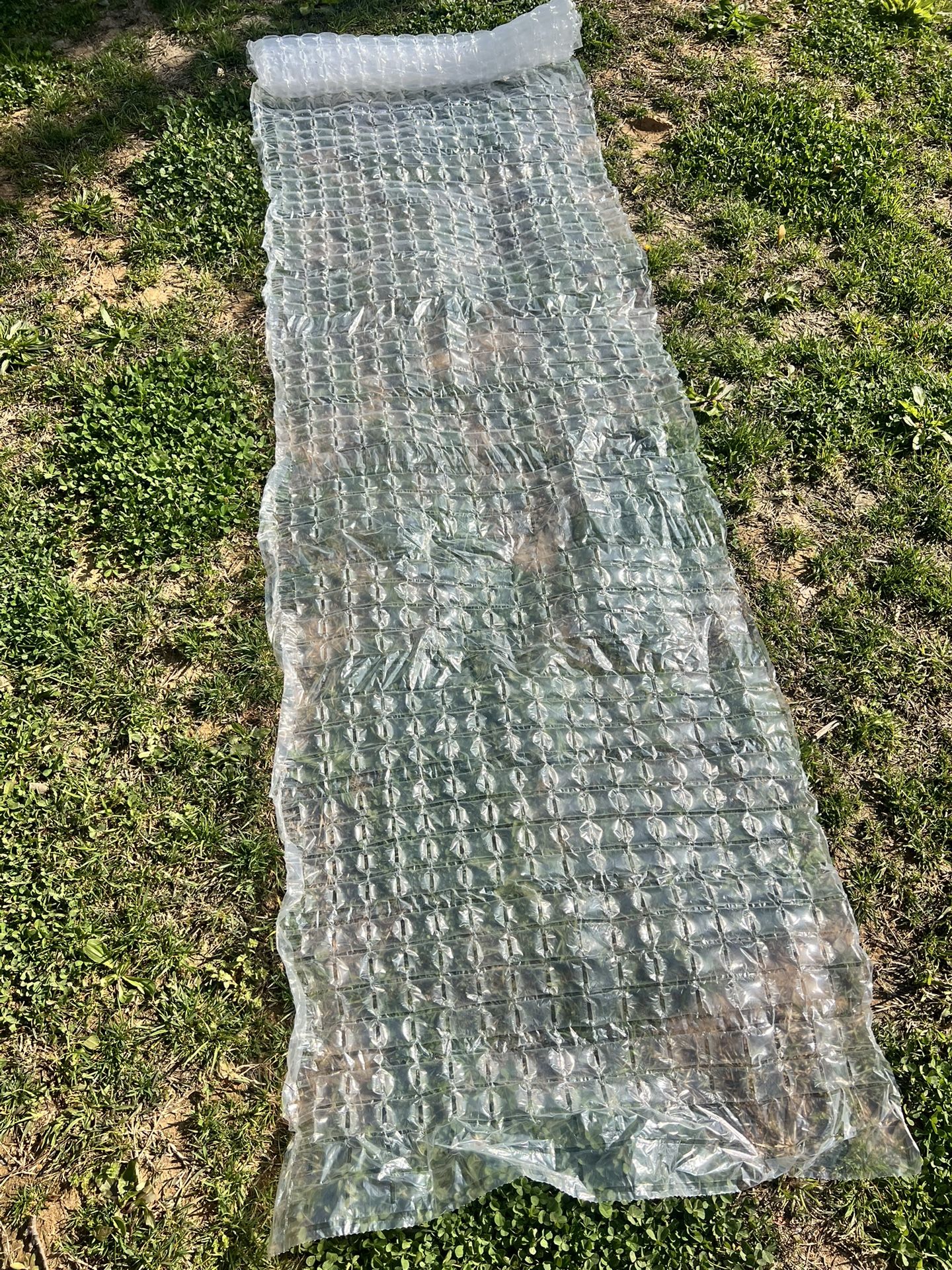 bubble wrap Free
