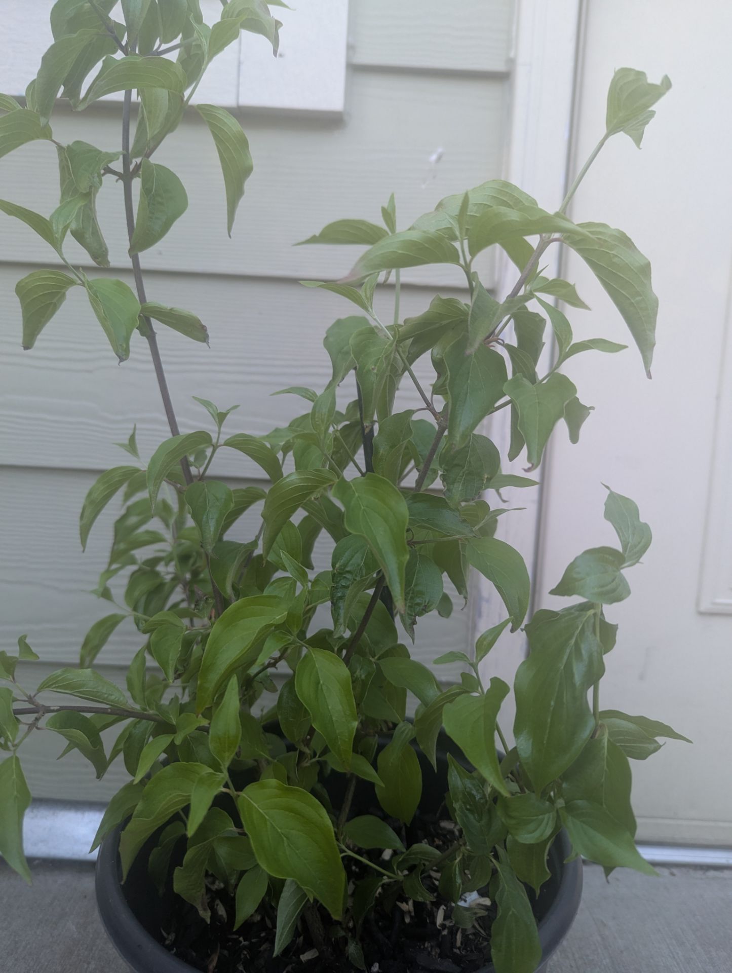Tree dogwood Organic. Price negotiable