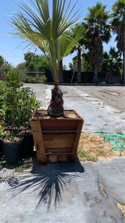 Palm tree