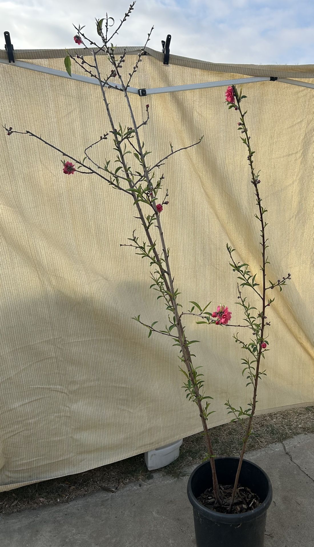 Peach Tree. Arbol De Duranzo